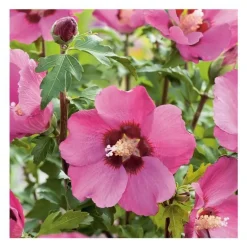 Althéa Pink Geant - pot 5 L