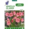 Amarilys Rascal rose botanic® - 1 bulbe