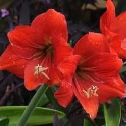 Amaryllis