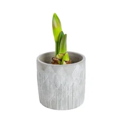 AMARYLLIS + CP AMARYLLIS + CACHE POT 13 CM