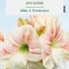 Amaryllis intérieur Apple Blossom botanic® - 1 bulbe