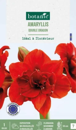Amaryllis intérieur Double Dragon botanic® - 1 bulbe