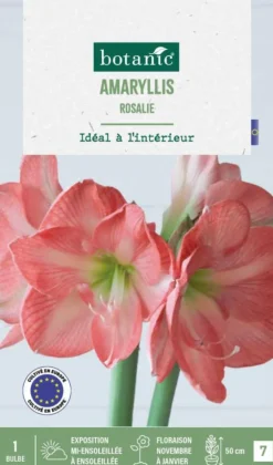 Amaryllis intérieur Rosalie botanic® - 1 bulbe