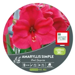 Amaryllis pink surprise - 1 bulbe