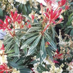 Andromède du Japon Flaming Silver 25/30. Le pot de 2 litres