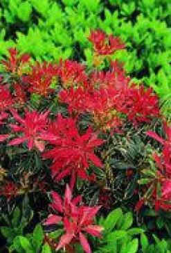 Andromède du Japon Flaming Silver 40/60. Le pot de 5 litres