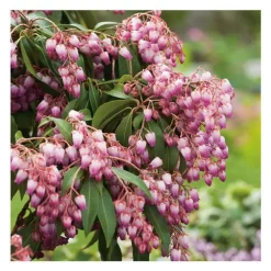 Andromède Japonica Katsura - pot 5 L