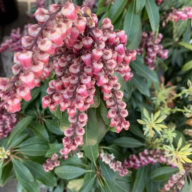 Andromède (Pieris Japonica) Valley Valentine rose. Le pot de 5 litres