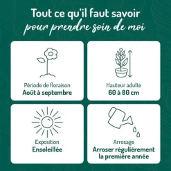 Anémone du Japon - Le pot de 9 x 9 cm