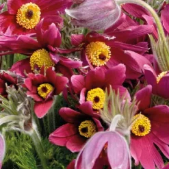 Anémone pulsatille rouge - Le pot de 9 x 9 cm