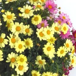 Anthémis à fleurs multicolores. Le pot de 10 litres