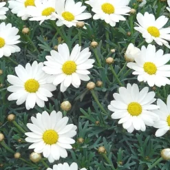 Anthémis (Fausse Camomille ou Camomille des teinturiers) à fleurs multicolores - Le pot de 5 litres