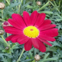 Anthémis rouge (Fausse Camomille ou Camomille des teinturiers) à fleurs rouges - Le pot de 9 x 9 cm