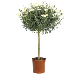 Anthémis tige (Fausse Camomille ou Camomille des teinturiers) à fleurs blanches - Le pot de 2,5 litres