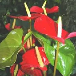 Anthurium Amalia pot Ø17 cm/ H60 cm