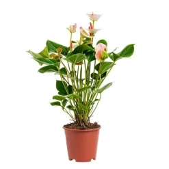 Anthurium Amalia pot Ø17 cm/ H60 cm