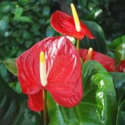 Anthurium Dakota