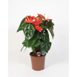 Anthurium Dakota