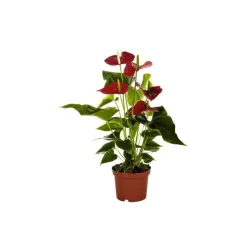 Anthurium Dakota pot Ø14 cm/ H50 cm