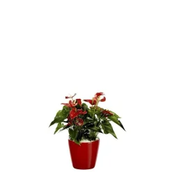 Anthurium et son pot Classico premium Ø 35 rouge