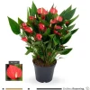 Anthurium Million Flowers pot Ø17 cm/ H60 cm