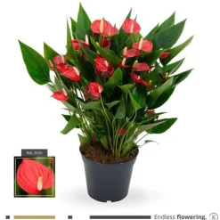 Anthurium Million Flowers pot Ø17 cm/ H60 cm