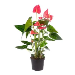 Anthurium Mystique pot Ø17 cm/ H55 cm