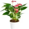 Anthurium Pink Champion pot Ø14 cm/ H40-50 cm