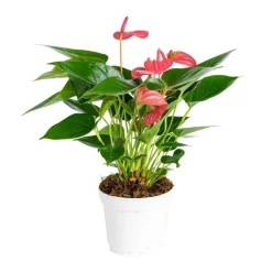 Anthurium Pink Champion pot Ø21 cm/ H75 cm