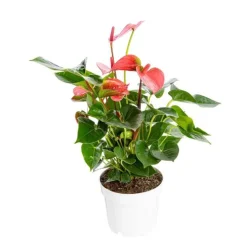Anthurium Pink Champion pot Ø17 cm/ H55 cm