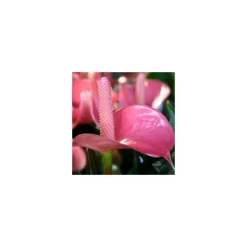 Anthurium royal champion - Ø 14 cm H 50 cm