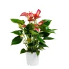 Anthurium Royal Livium pot Ø14 cm/ H50 cm