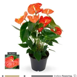 Anthurium Sierra Orange pot Ø17 cm/ H60 cm