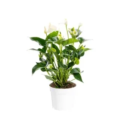 Anthurium White Champion pot Ø17 cm/ H55 cm