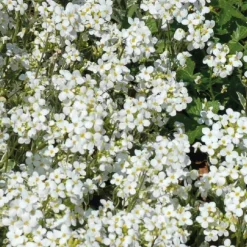 Arabette Corbeille D'Argent - Le pot de 9 x 9 cm