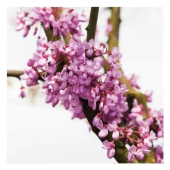 Arbre de Judée - pot 18 L