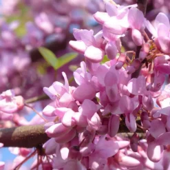 Arbre de Judée rose. Le pot de 30 litres, forme tige
