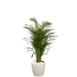 Areca lutescens et son pot Classico premium Ø 35 blanc