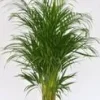 Areca pot Ø19 cm/ H90 cm