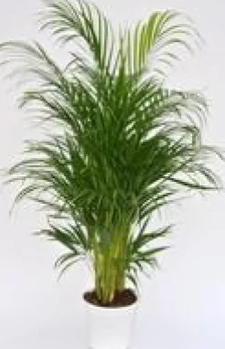 Areca pot Ø19 cm/ H90 cm