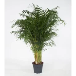Areca pot Ø31 cm/ H170 cm