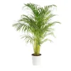 Areca pot Ø27 cm/ H140 cm