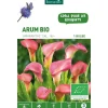 Arum Amaranthe bio rose botanic® - 1 bulbe