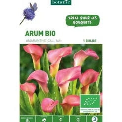 Arum Amaranthe bio rose botanic® - 1 bulbe