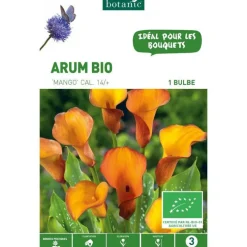 Arum Mango bio orange botanic® - 1 bulbe