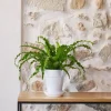 Asplenium Osaka botanic® - Pot de Ø 15 cm
