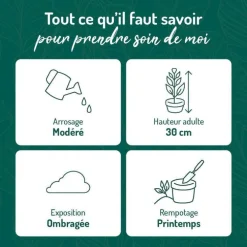 Asplenium Osaka botanic® - Pot de Ø 15 cm