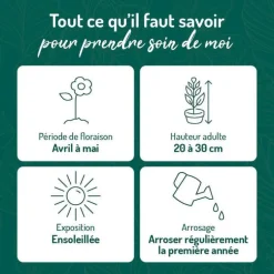 Aster des Alpes bleu - Le pot de 9 x 9 cm