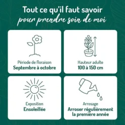 Aster Haut Aut - Rose - Le pot de 9 x 9 cm