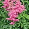Astilbe Anita Pfeifer - Le pot de 9 x 9 cm